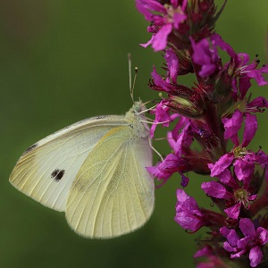 papillon