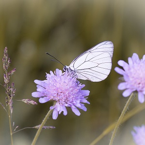 papillon