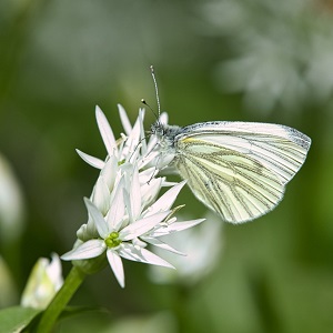 papillon