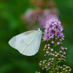 papillon