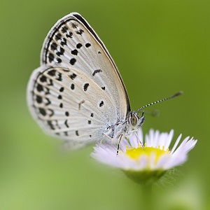 papillon