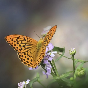 papillon