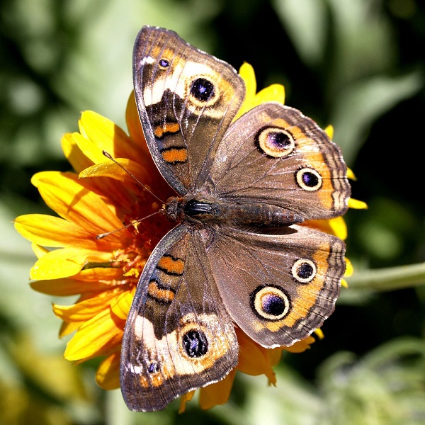 papillon