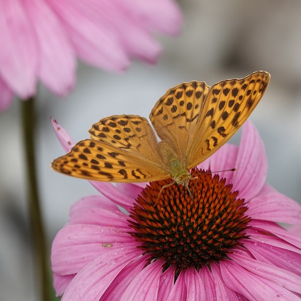 papillon