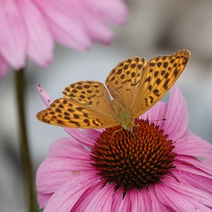 papillon