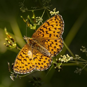 papillon