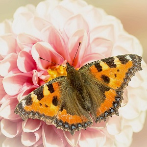 papillon