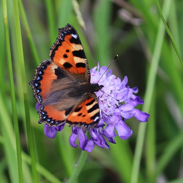 papillon