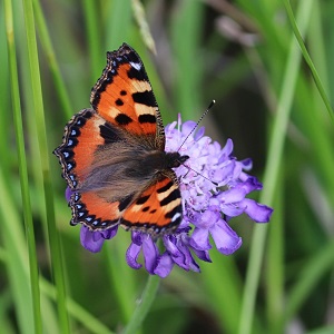 papillon