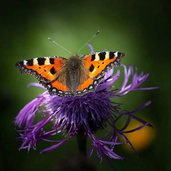 papillon