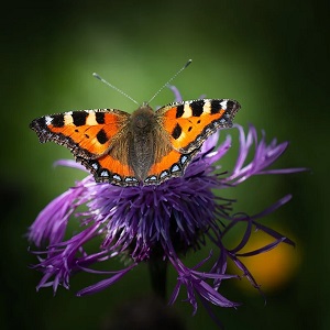 papillon