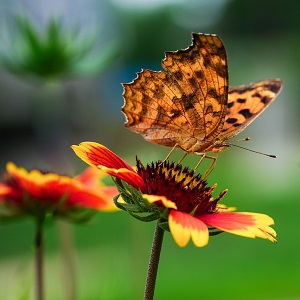 papillon