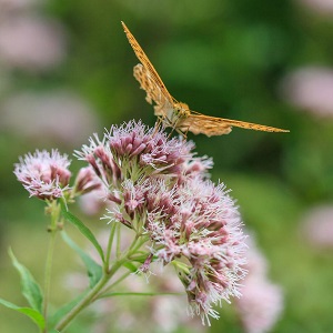 papillon