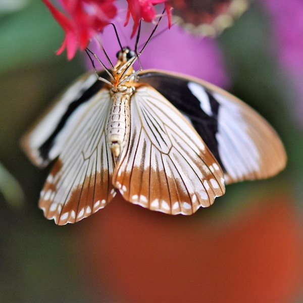 papillon