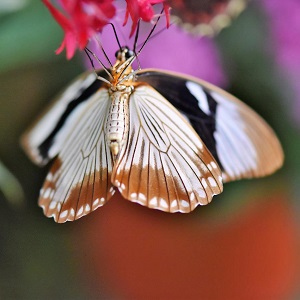 papillon