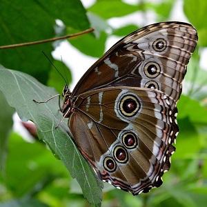 papillon