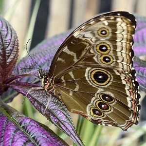 papillon