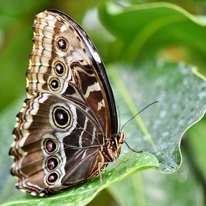papillon