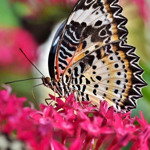 papillon