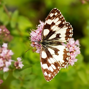 papillon