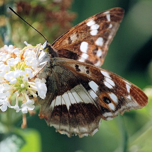 papillon