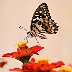 papillon