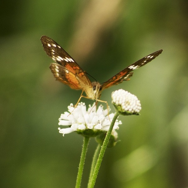 papillon