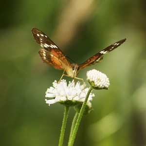 papillon