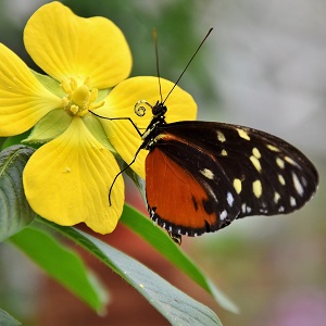 papillon