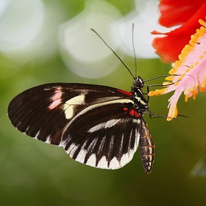 papillon