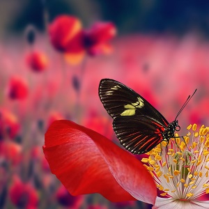 papillon