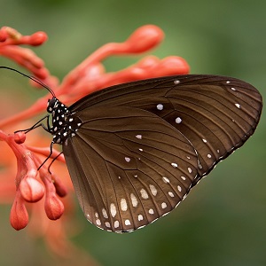 papillon