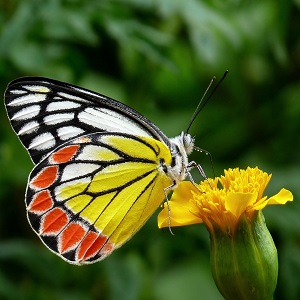 2 papillons