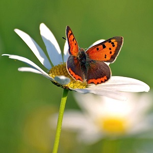 papillon