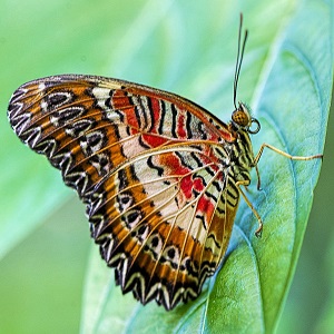 papillon