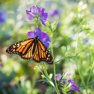 papillon