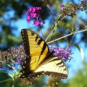 2 papillons