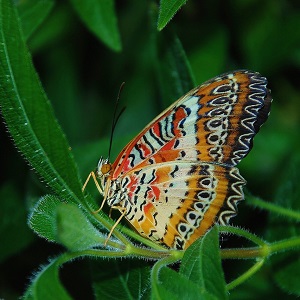 2 papillons