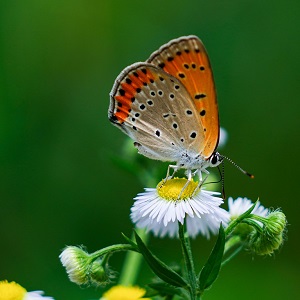 2 papillons
