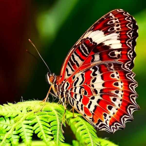 papillon