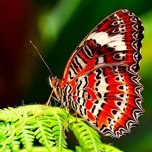 papillon