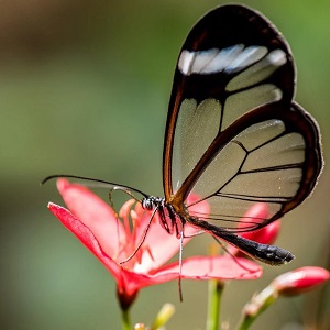 papillon