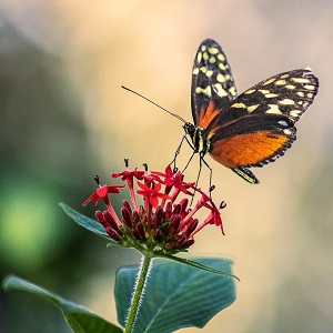 papillon