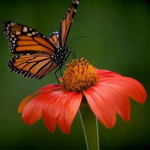 papillon