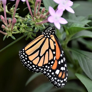 papillon