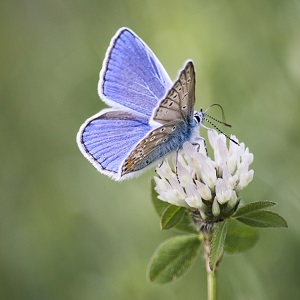 papillon