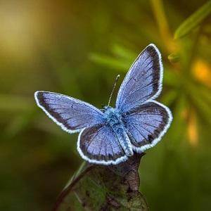 papillon