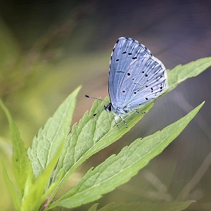 papillon