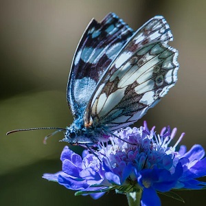 papillon