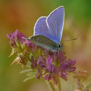 papillon